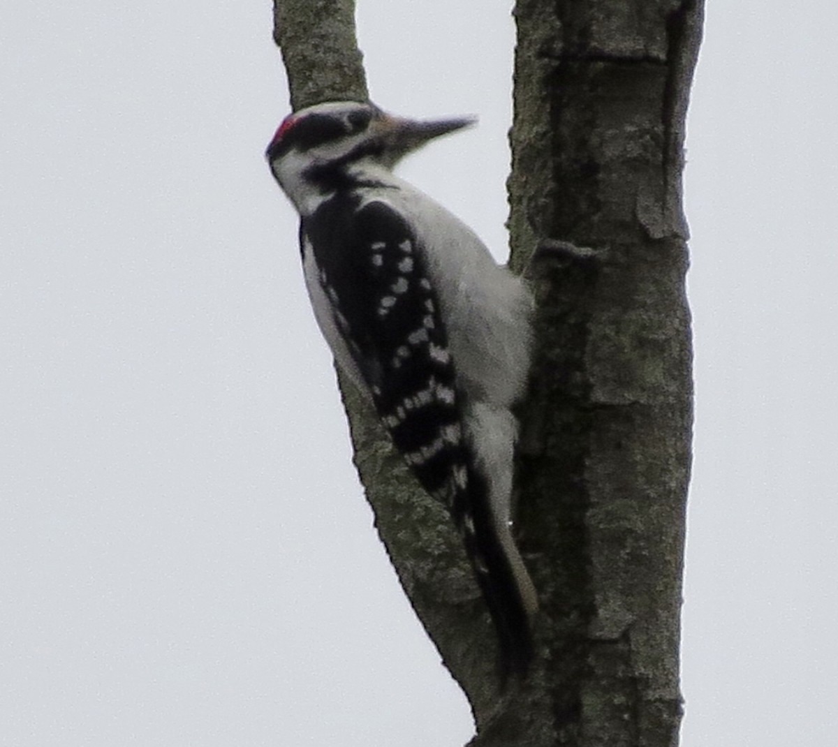 Hairy Woodpecker - ML282169411