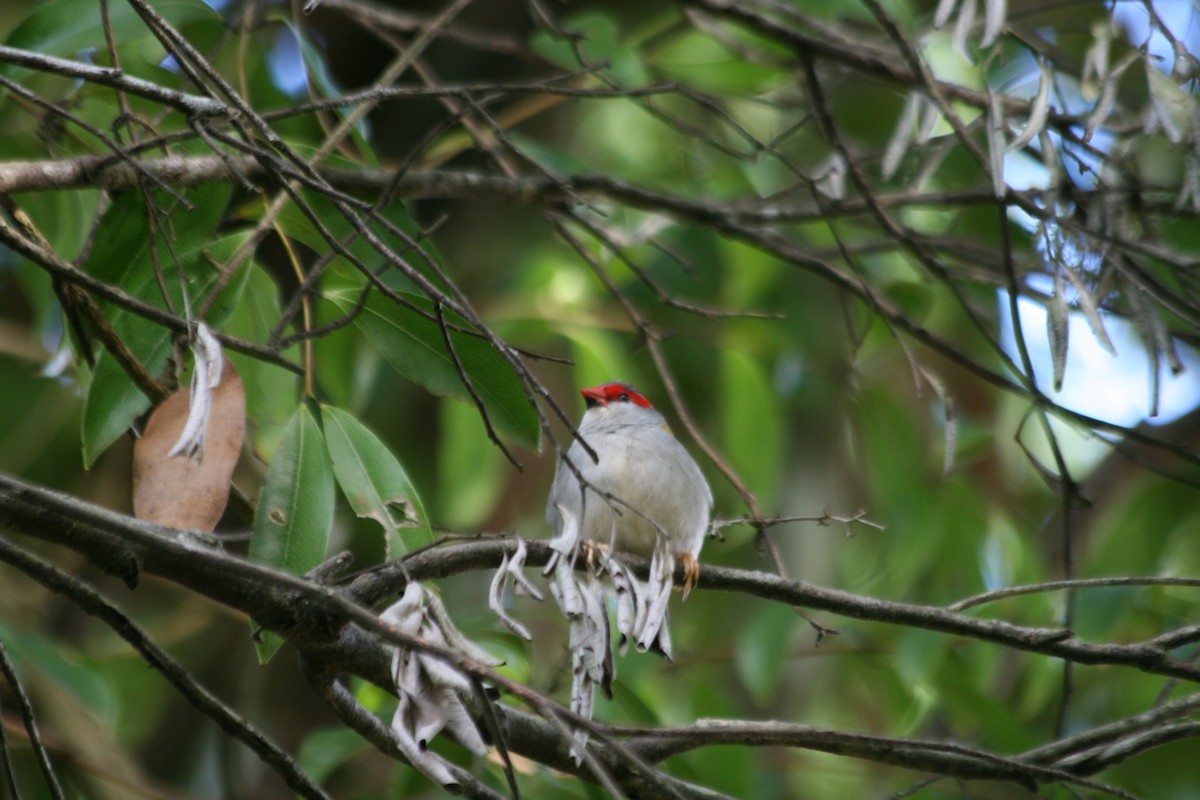 Red-browed Firetail - ML282186201