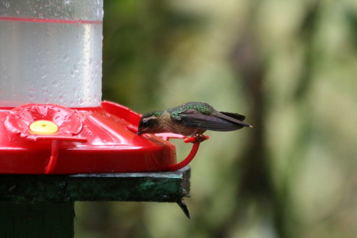 Speckled Hummingbird - Scott Schuette