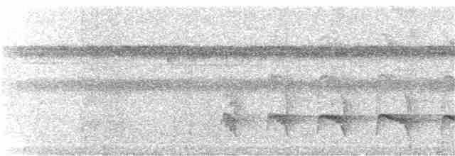 Weißflanken-Ameisenschlüpfer (luctuosa) - ML282189951