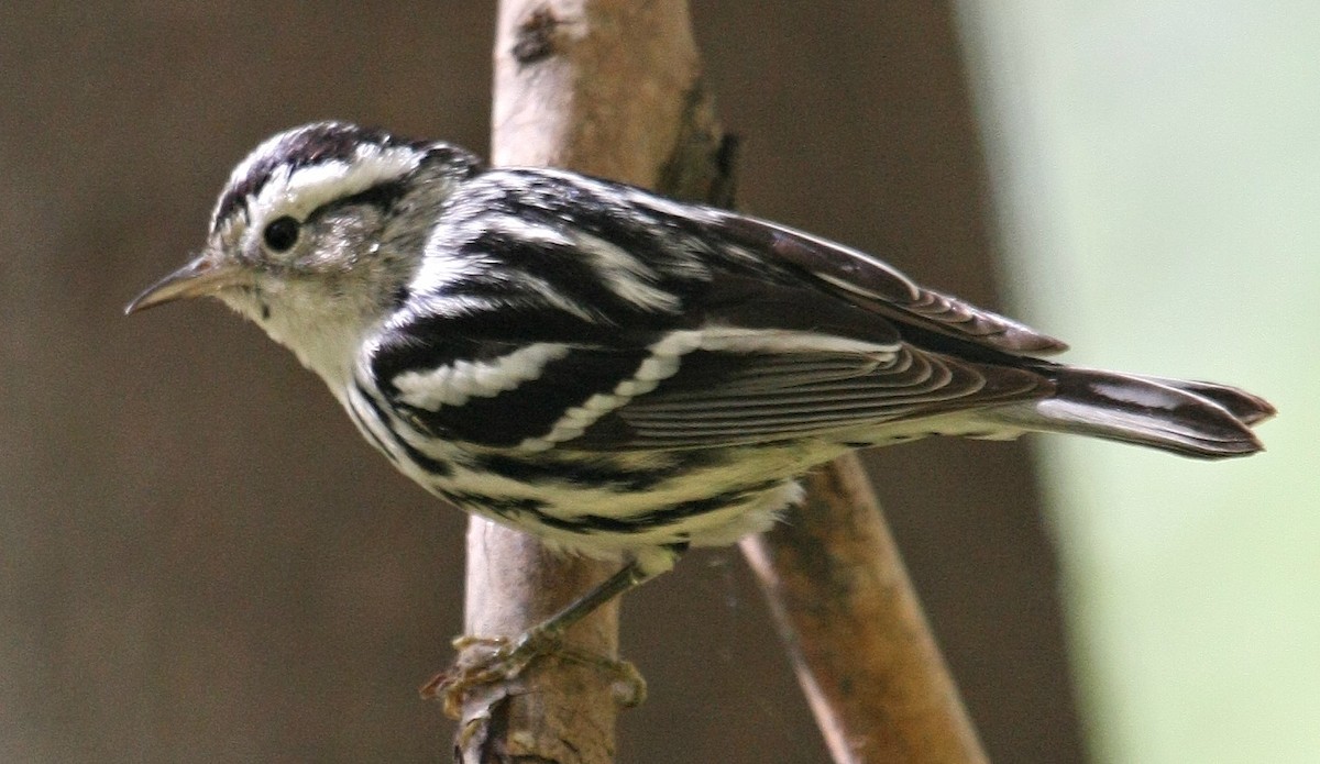 Black-and-white Warbler - Don Sterba