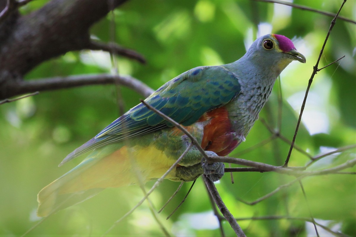 Rose-crowned Fruit-Dove - ML282190301