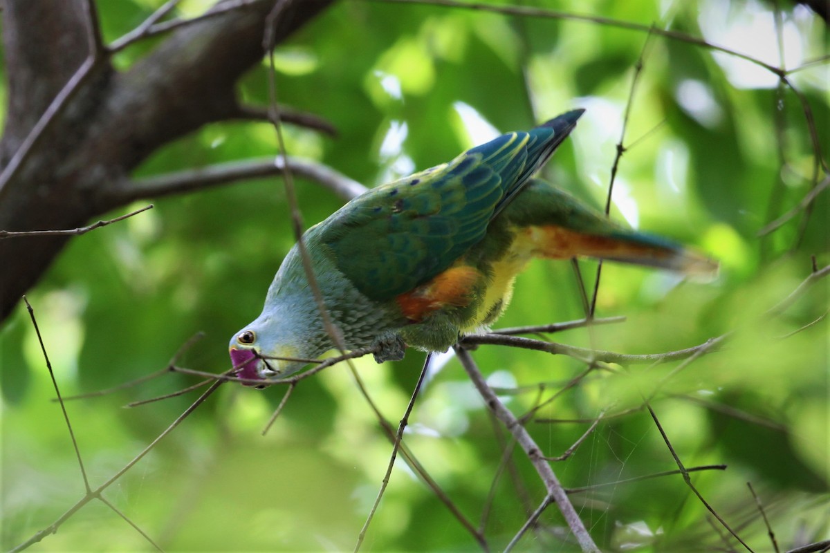 Rose-crowned Fruit-Dove - ML282190321