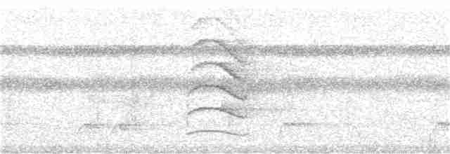 Weißflanken-Ameisenschlüpfer (luctuosa) - ML282191341
