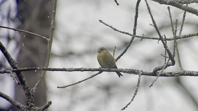 Red Crossbill (Northeastern or type 12) - ML282194351