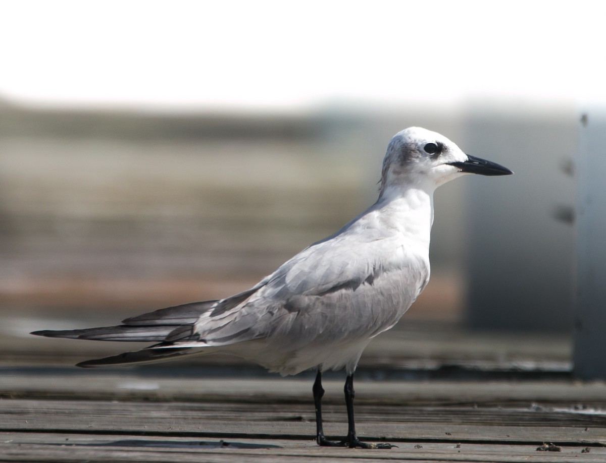 Gull-billed Tern - Isaias Morataya