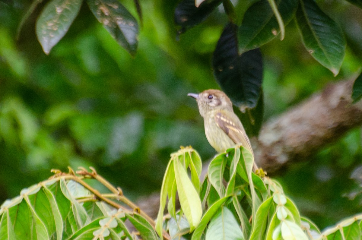 Sepia-capped Flycatcher - ML282202781