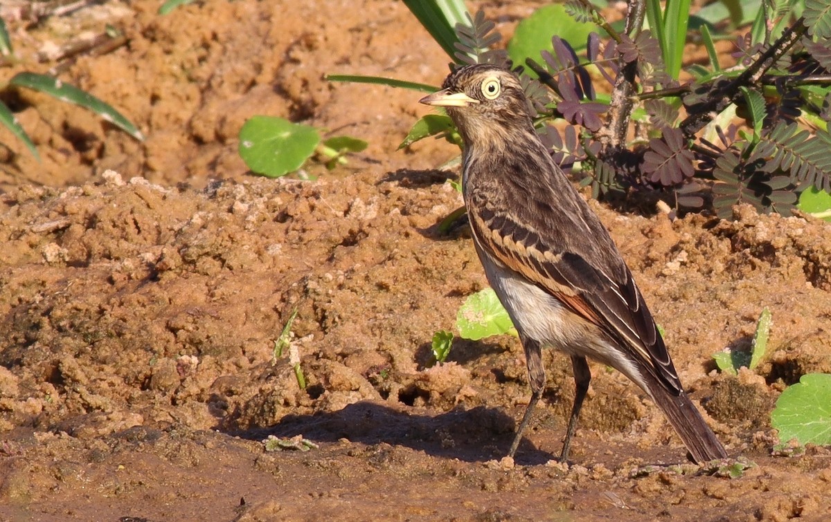 Spectacled Tyrant - ML282202911