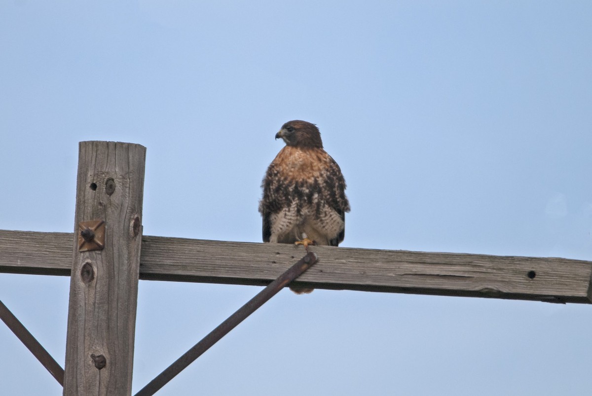 Red-tailed Hawk (abieticola) - ML282203541