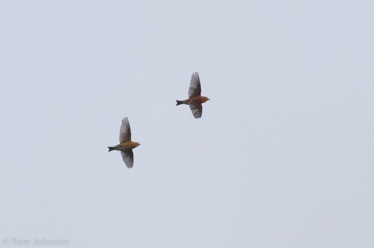 Red Crossbill (Northeastern or type 12) - ML282207121