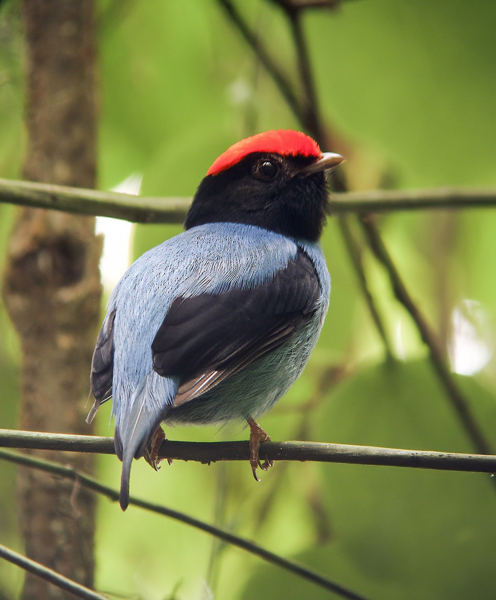 Swallow-tailed Manakin - Nick Athanas