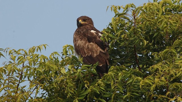 Indian Spotted Eagle - ML282211611