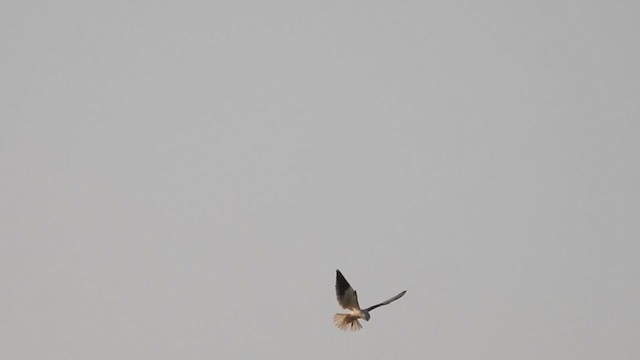 Black-winged Kite - ML282214381
