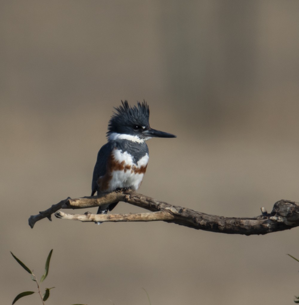 Belted Kingfisher - ML282214851
