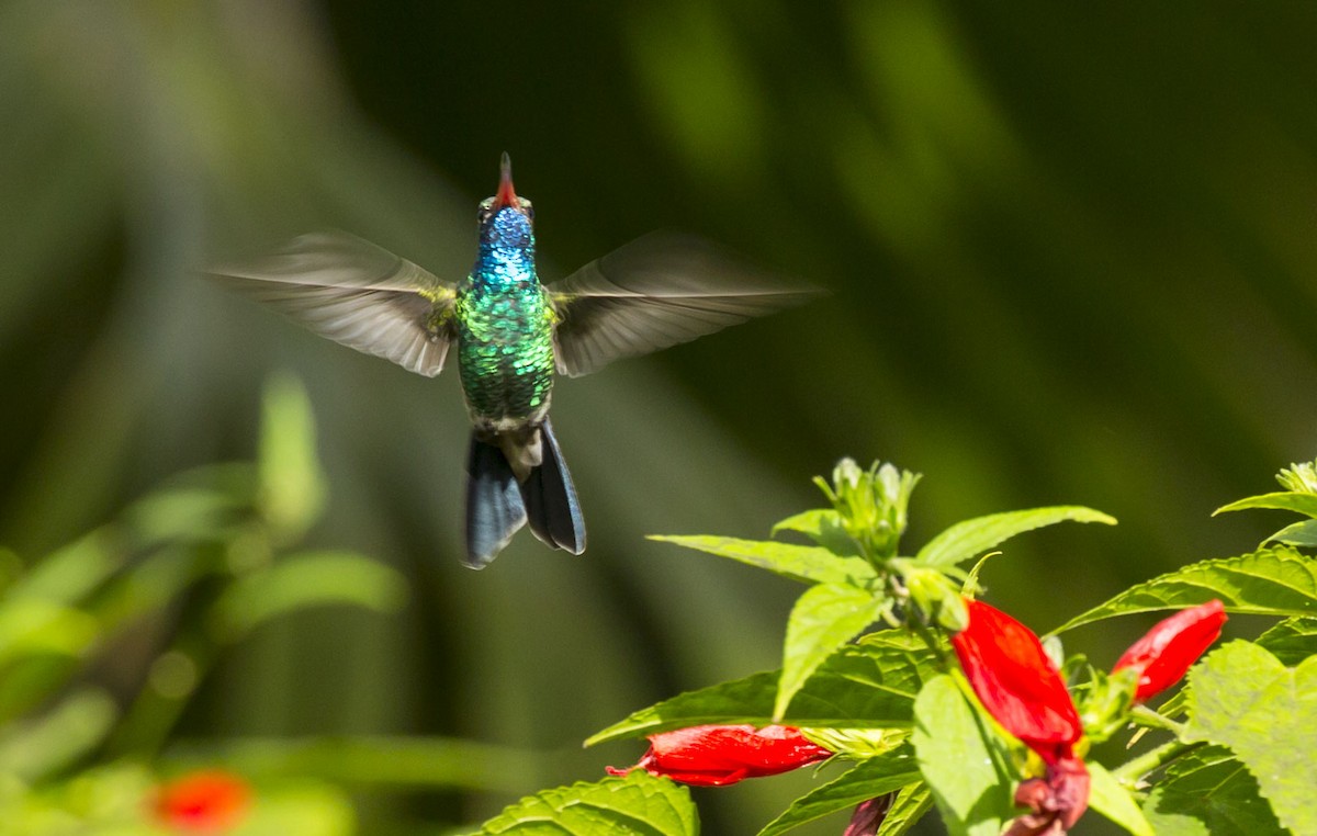 Broad-billed Hummingbird - ML282216201