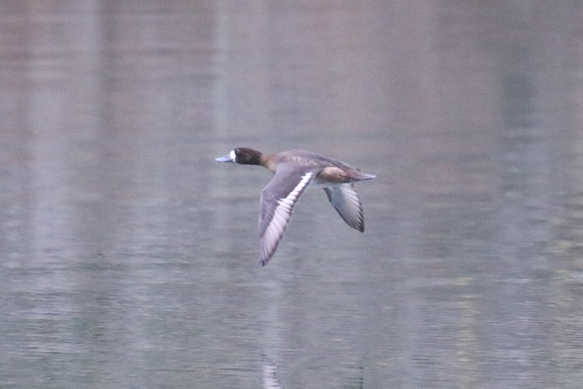 Greater Scaup - ML282225871