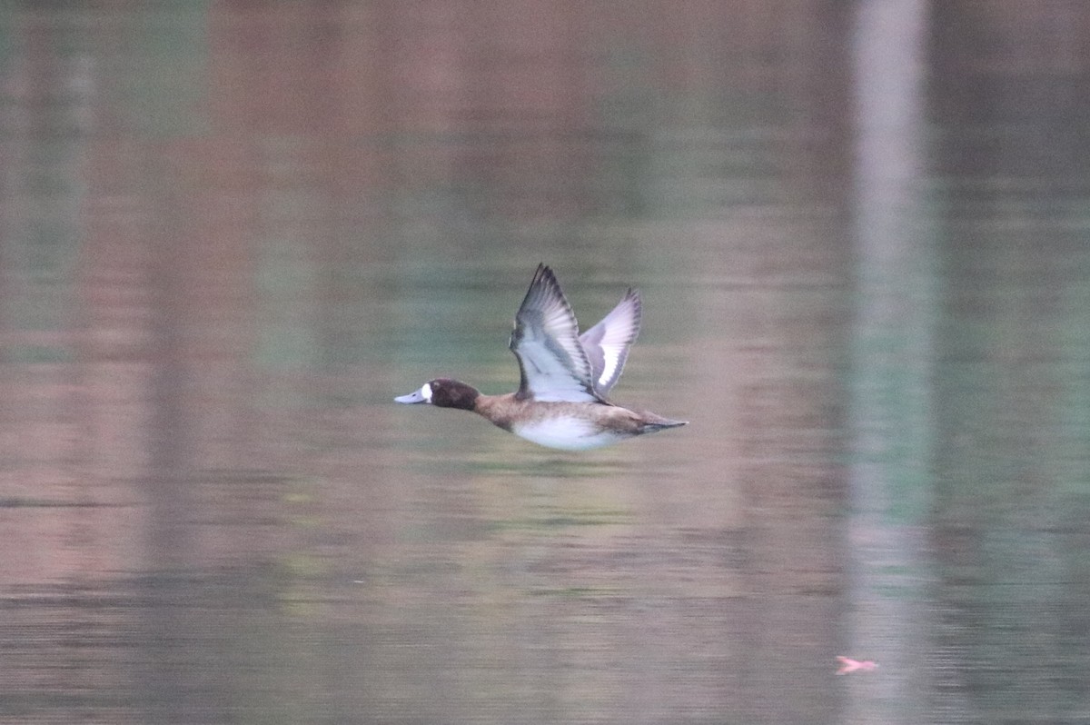 Greater Scaup - ML282225891