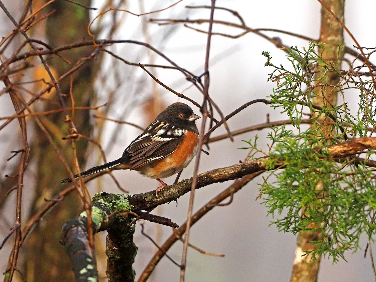 Spotted Towhee - ML282230351