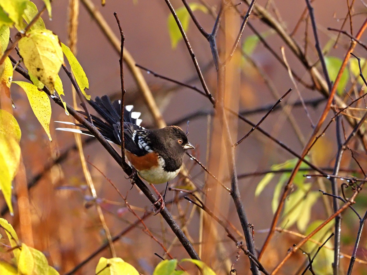 Spotted Towhee - ML282230391