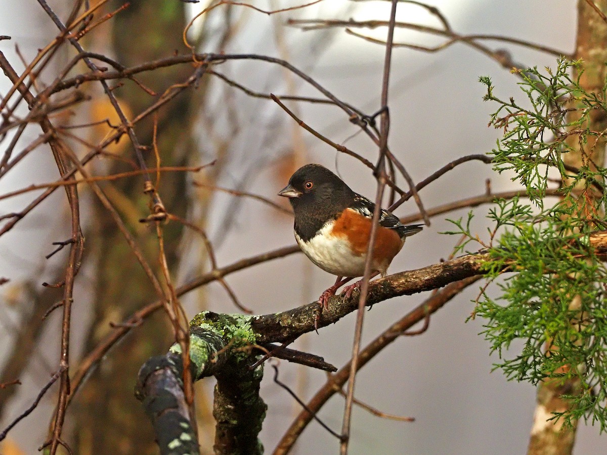 Spotted Towhee - ML282230451