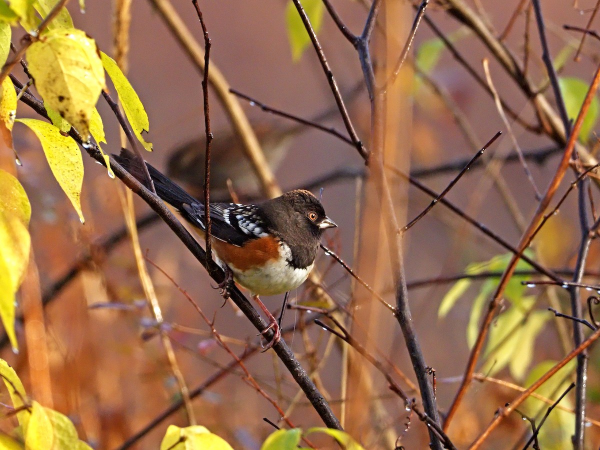 Spotted Towhee - ML282230501