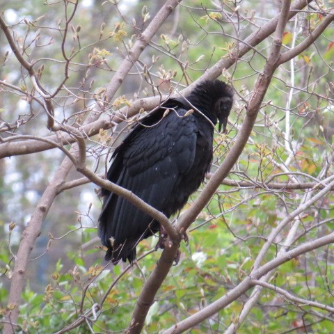 Black Vulture - ML28223251