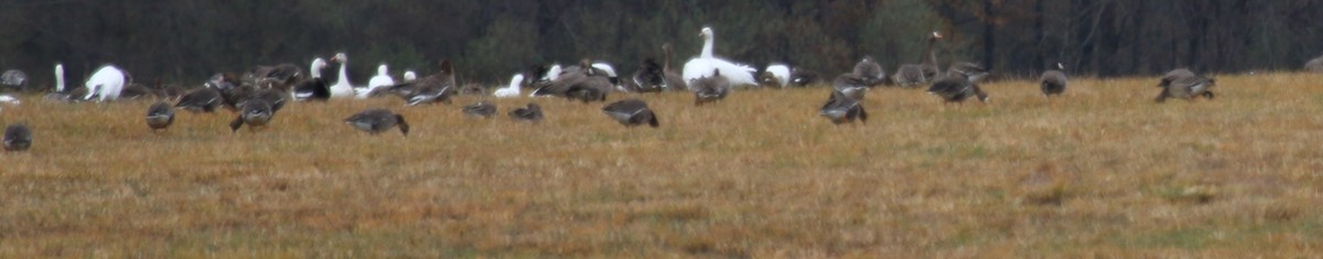 Greater White-fronted Goose (Western) - ML282239391