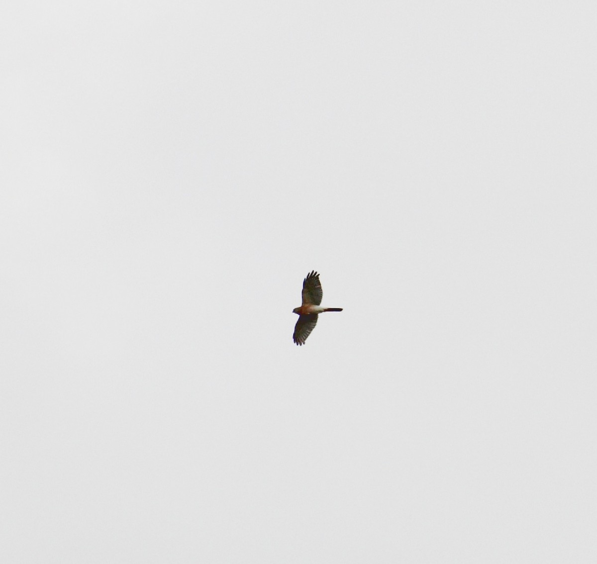 Eurasian Sparrowhawk - ML282240571