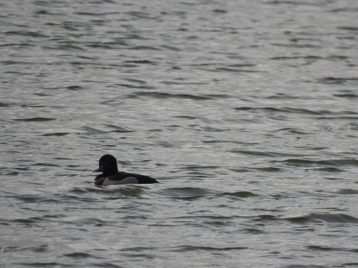 Tufted Duck - ML282242391