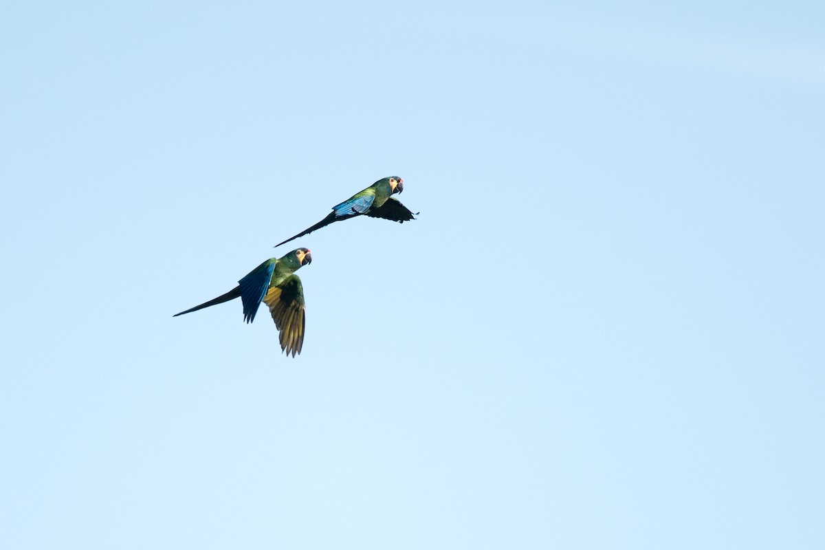 Blue-winged Macaw - ML282243021