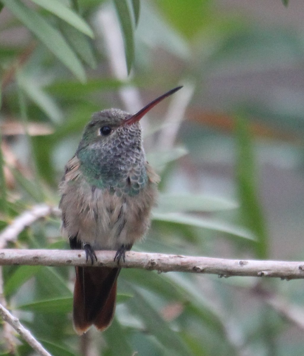 Buff-bellied Hummingbird - ML282244791