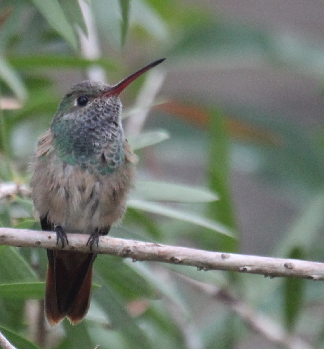 Buff-bellied Hummingbird - Lawrence Gardella