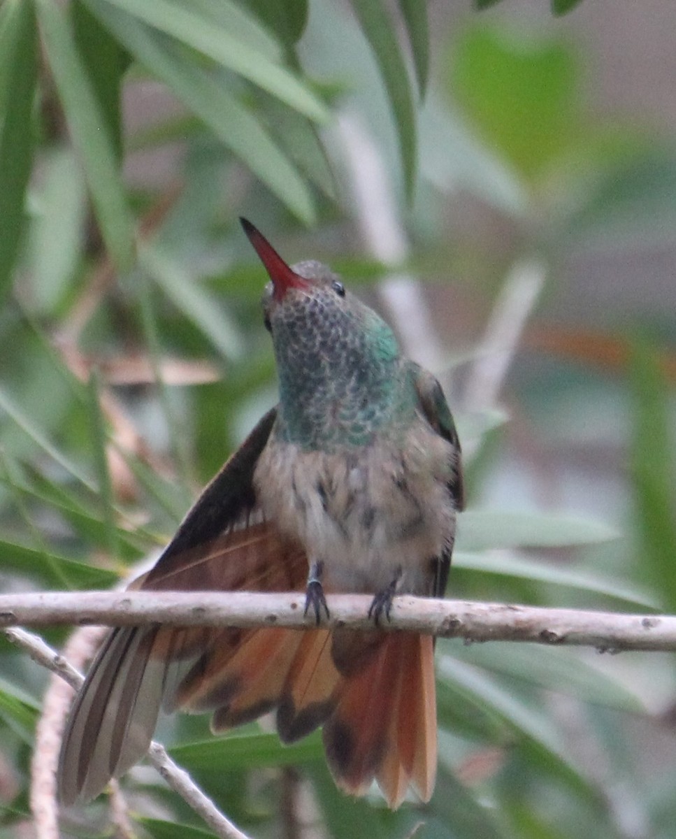 Buff-bellied Hummingbird - ML282244811