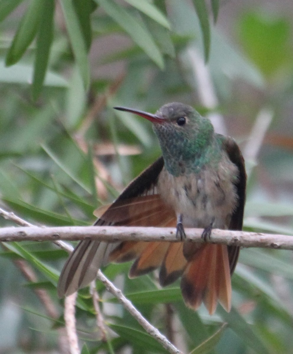 Buff-bellied Hummingbird - ML282244821