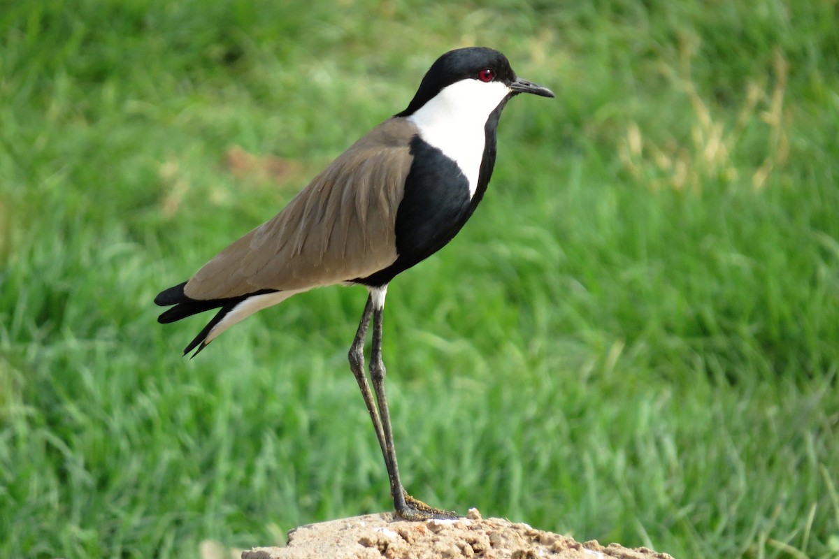 Spur-winged Lapwing - ML282248941