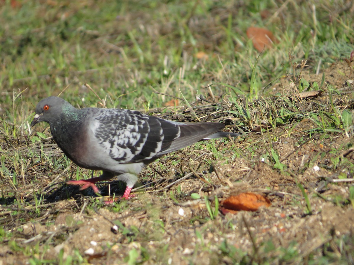 Rock Pigeon (Feral Pigeon) - ML282250081