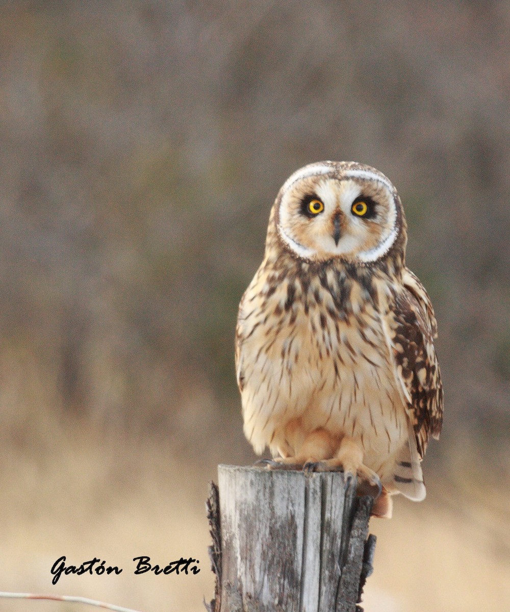 Short-eared Owl - ML28225181