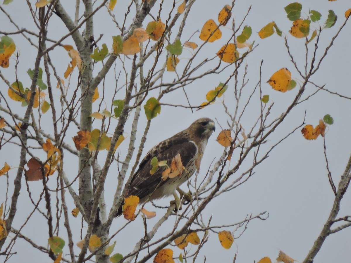 Red-tailed Hawk - ML282253151