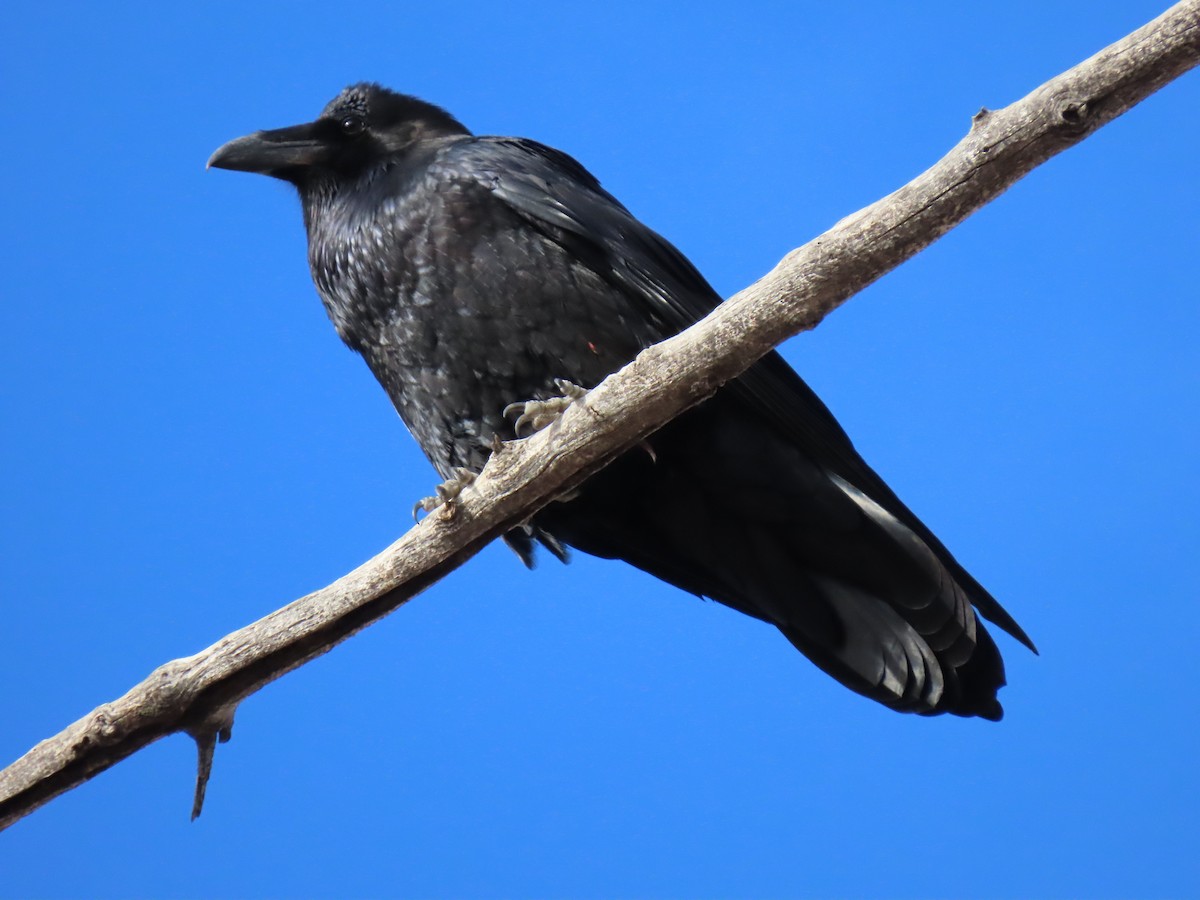 Common Raven - ML282253271