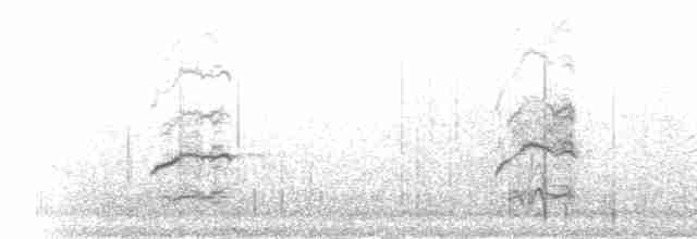Gull-billed Tern - ML282254