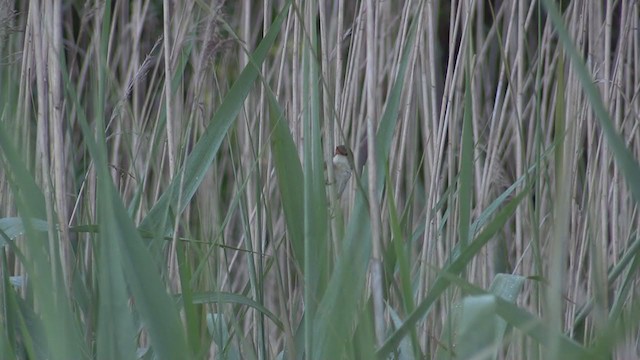 Common Reed Warbler - ML282255771