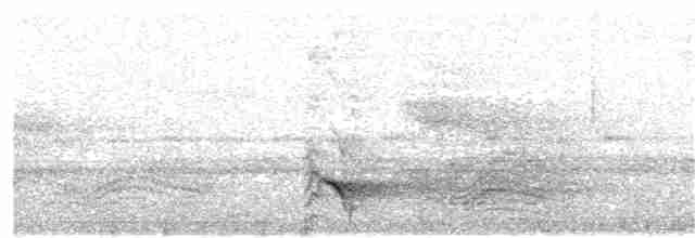Kadife Sırtlı Drongo (atactus) - ML282260371