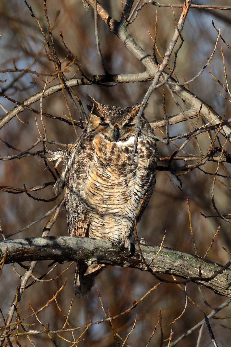 Great Horned Owl - ML282272881