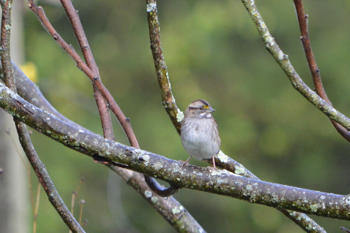 White-throated Sparrow - Jared Church