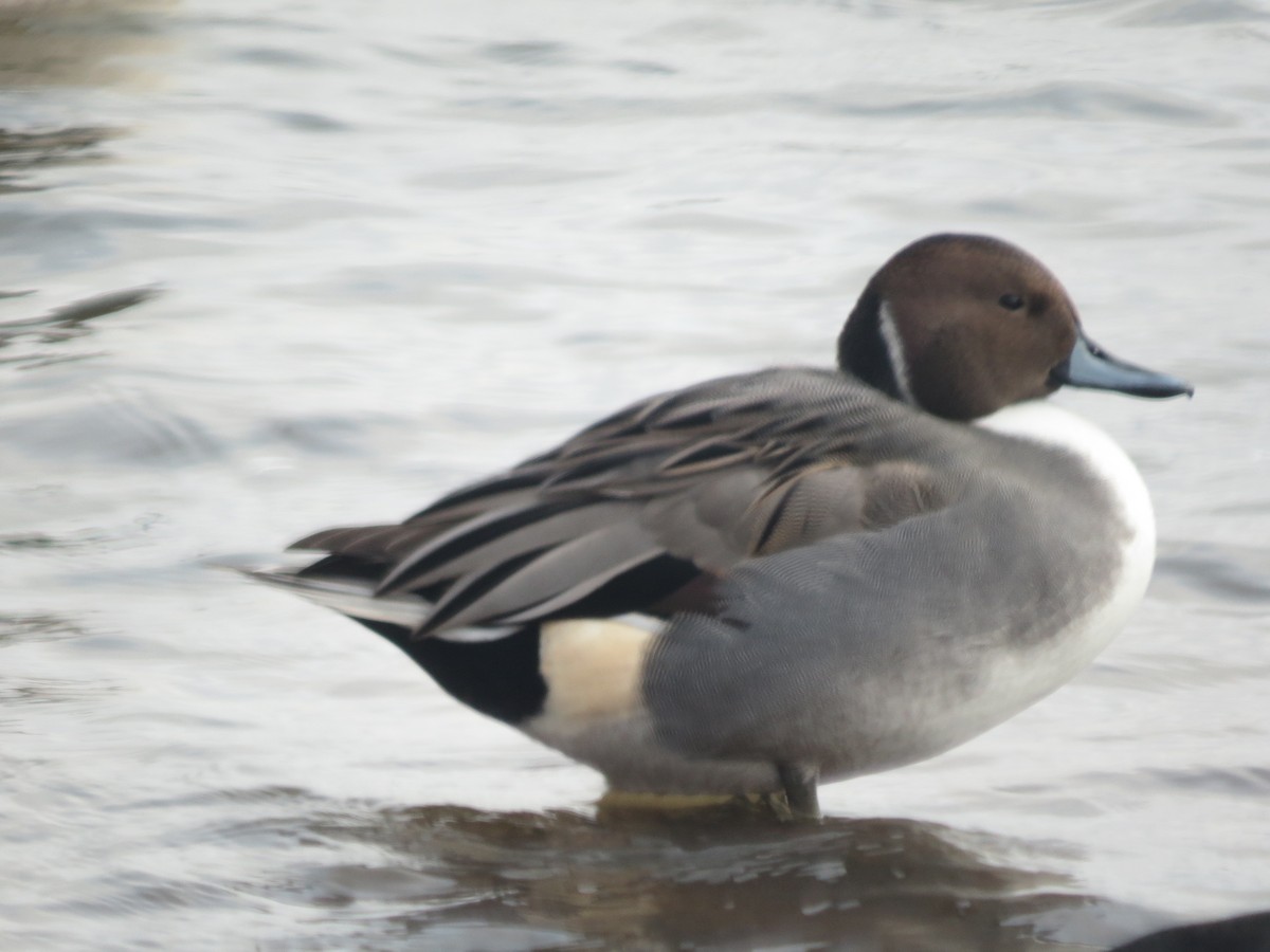 Northern Pintail - Larry Mays