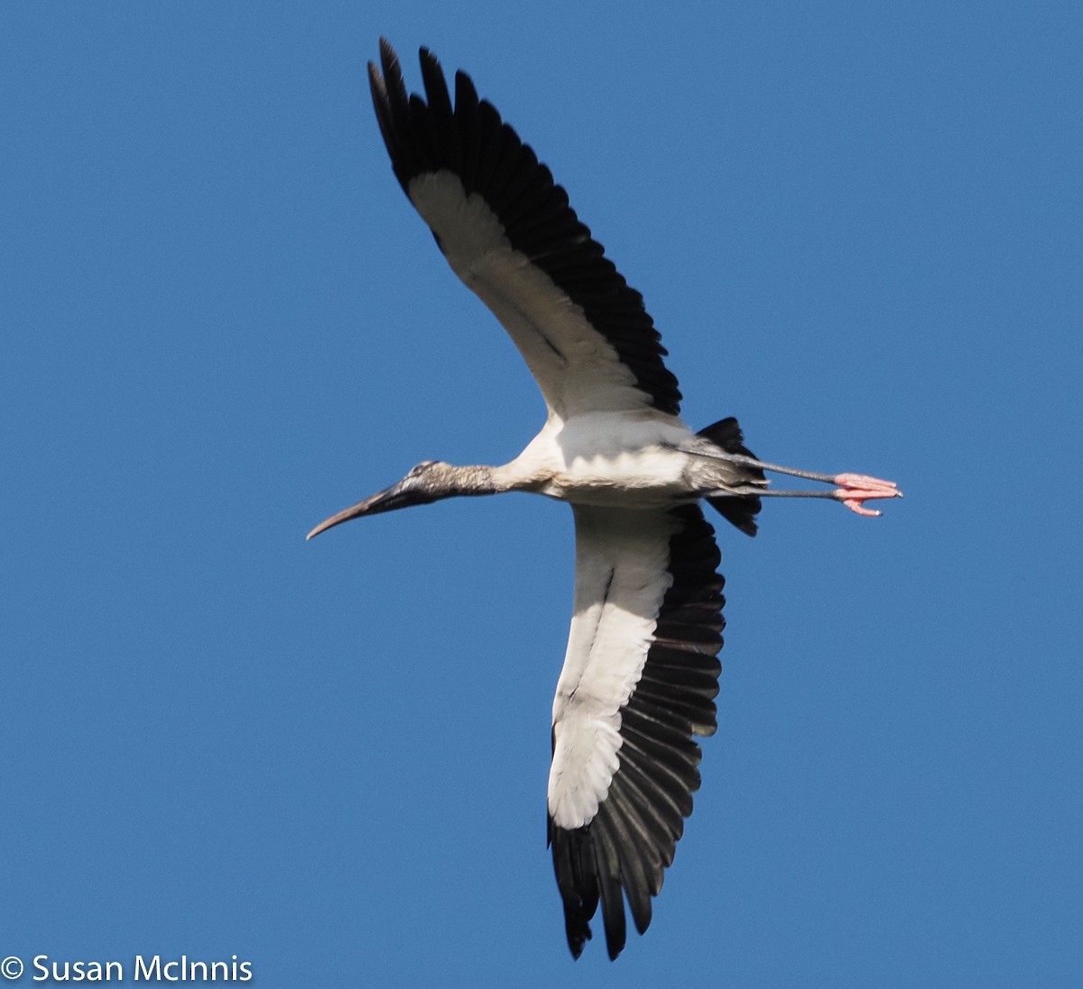 Wood Stork - Susan Mac