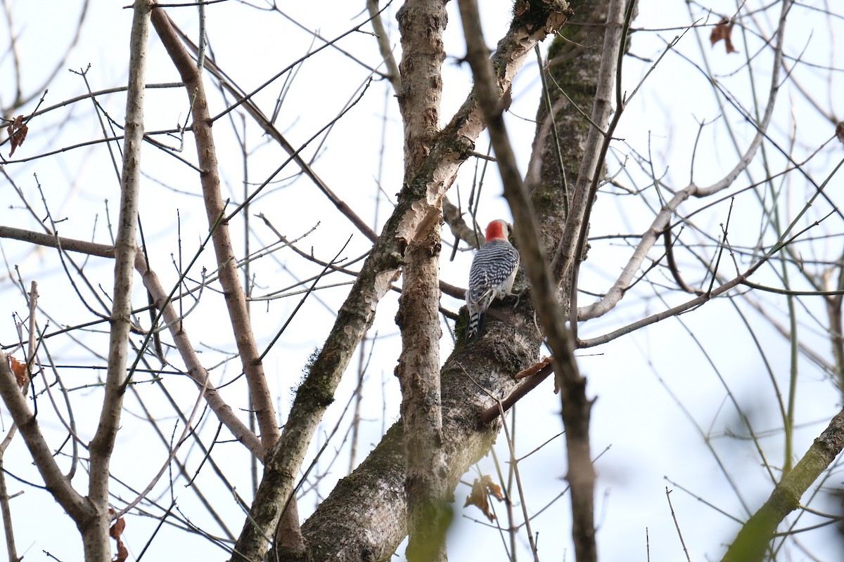 Red-bellied Woodpecker - Todd DeVore