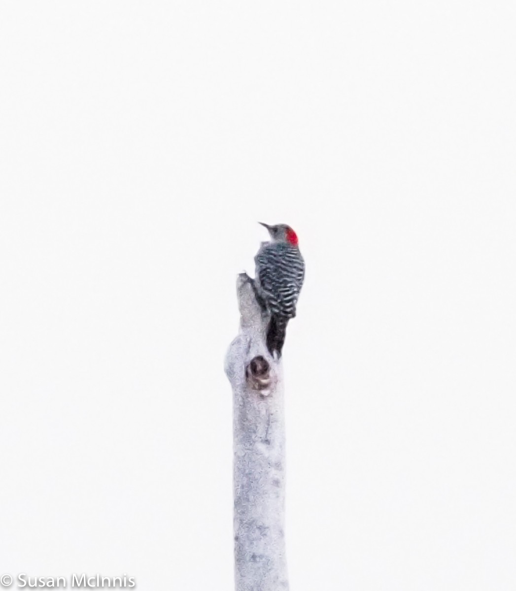 Red-bellied Woodpecker - ML282292161