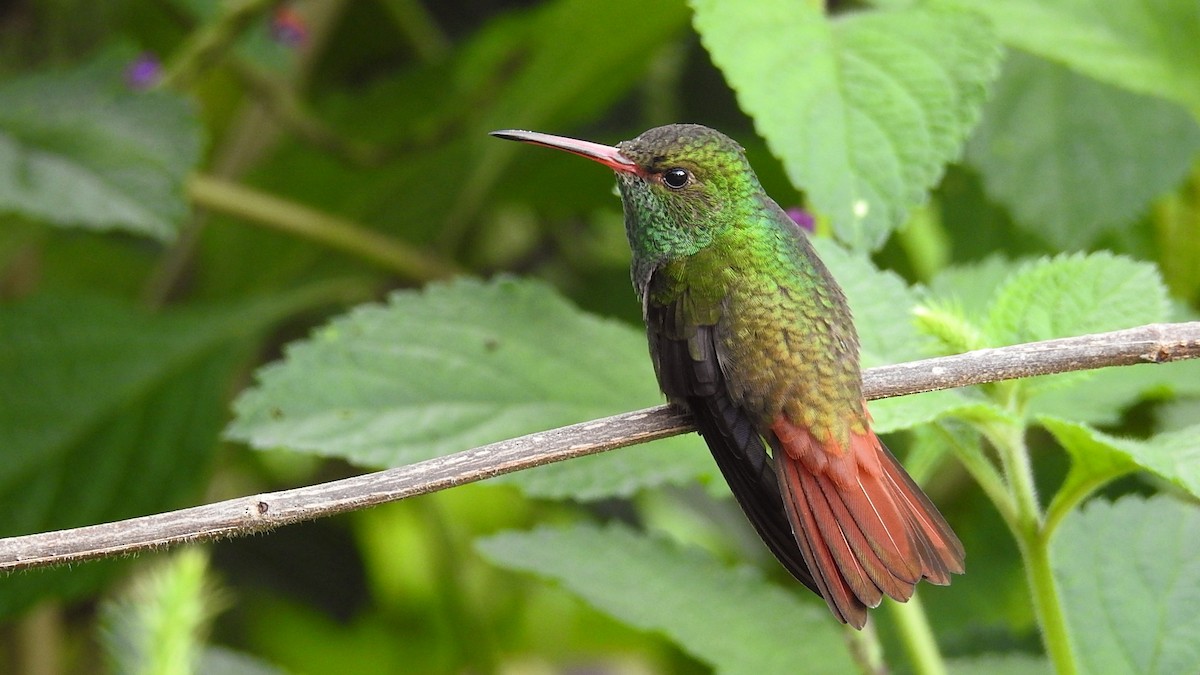 Rufous-tailed Hummingbird - Romel Romero