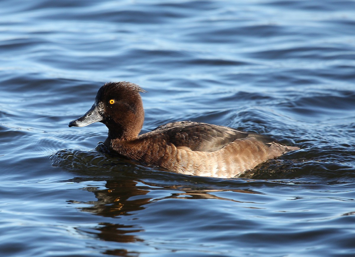 Tufted Duck - ML282296111